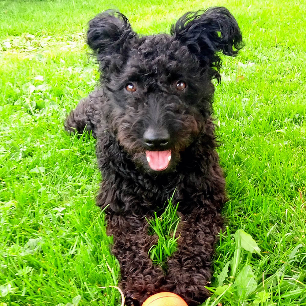 Pumi Nimbuz