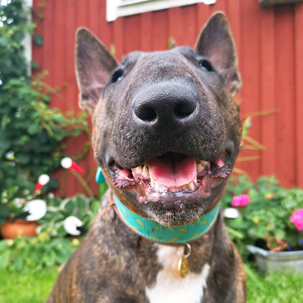Bullterrier Juni