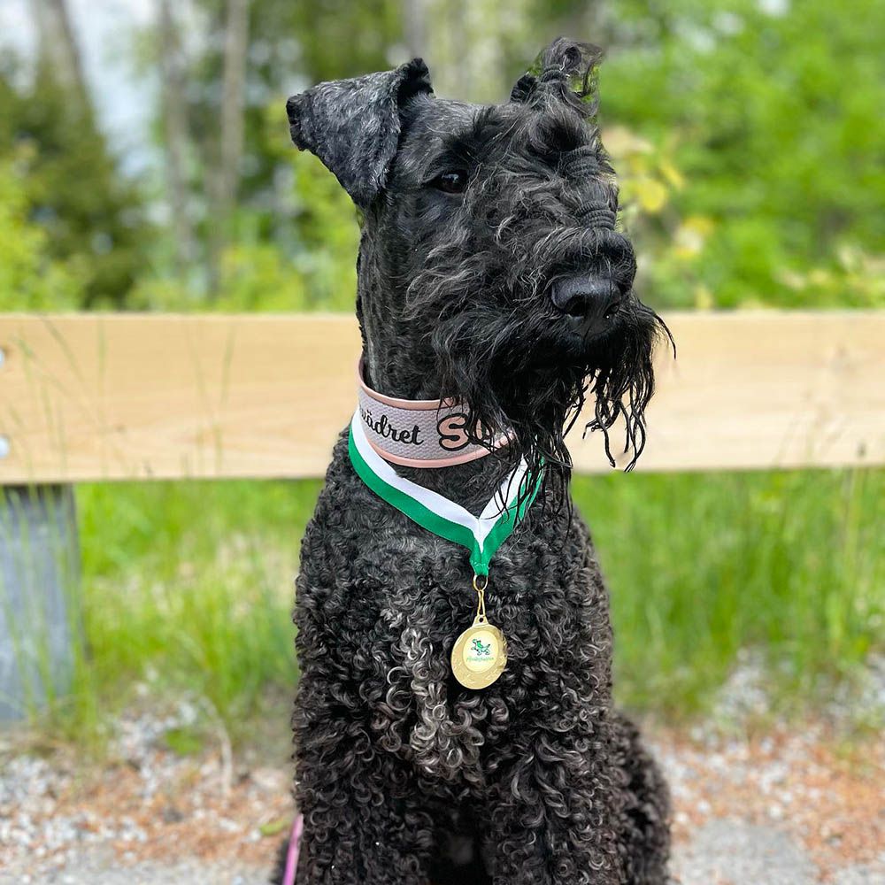 Kerry blue terrier Siri