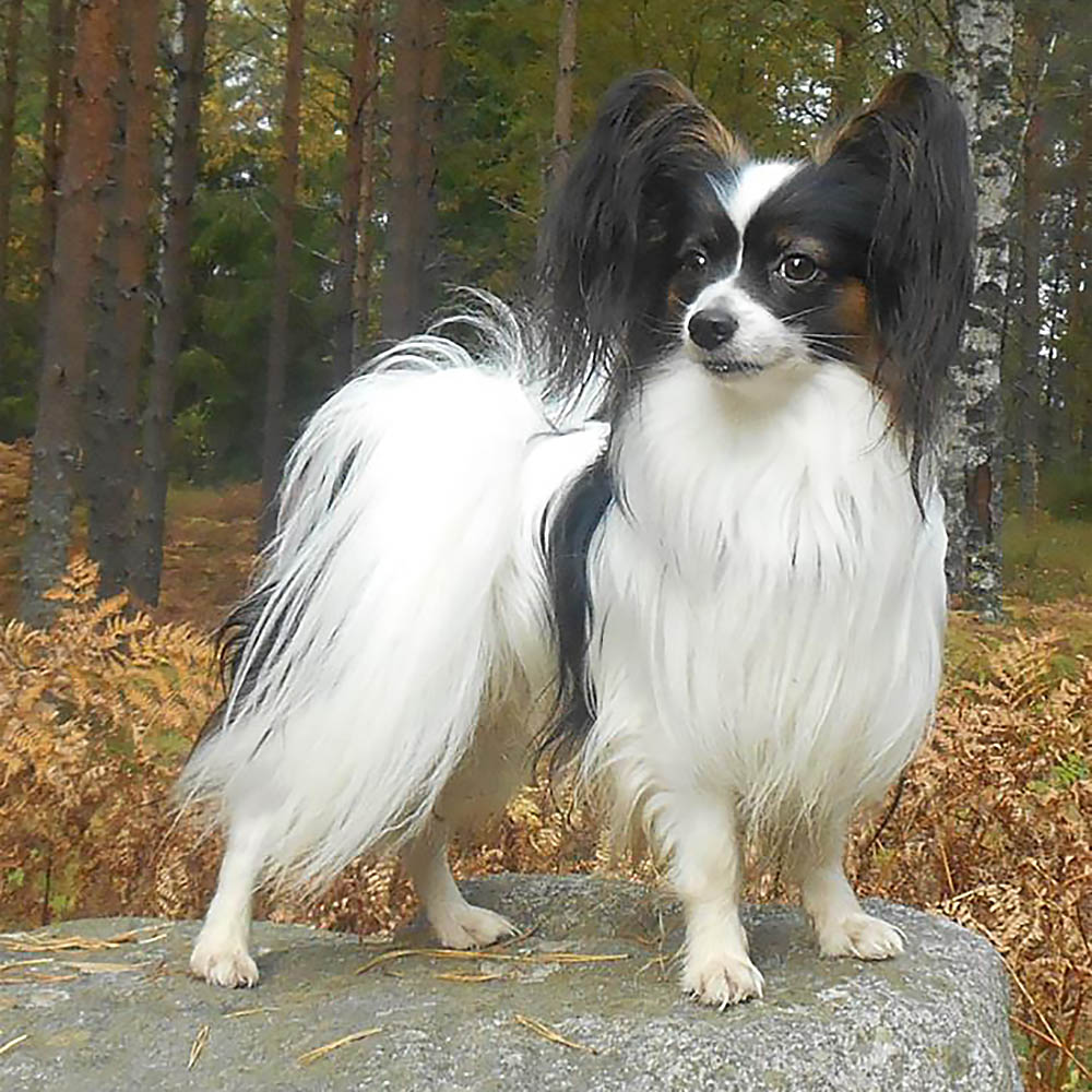 Papillon Gollum