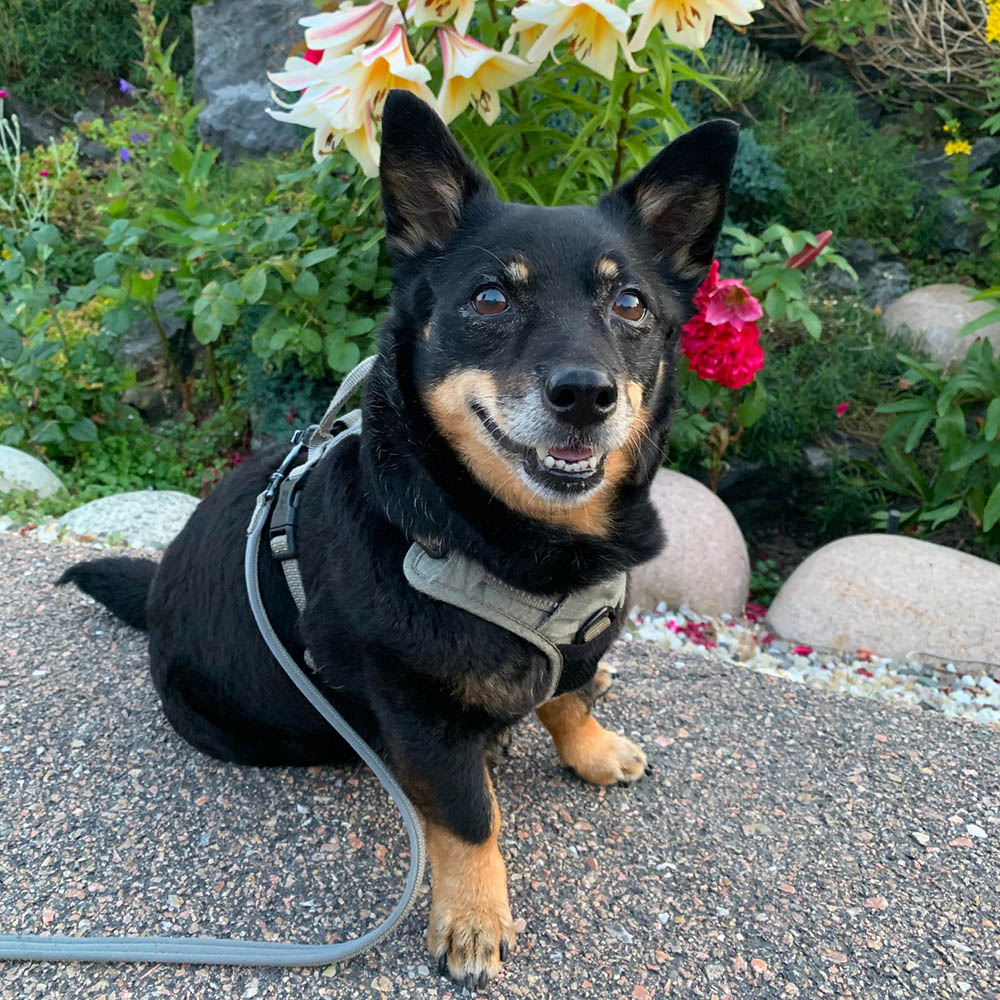 Lancashire Heeler Yatzy