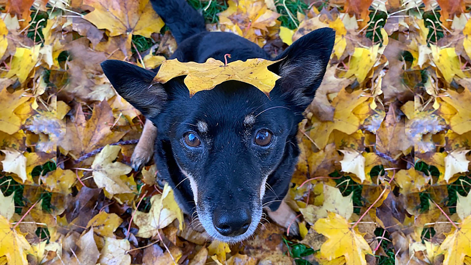 Mongrel´s Yardley York 