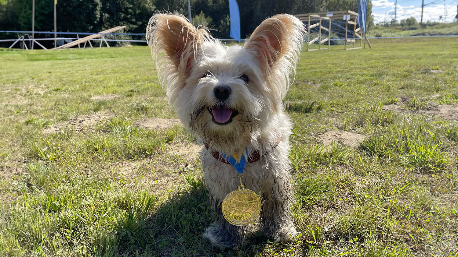 biewer terrier Simba