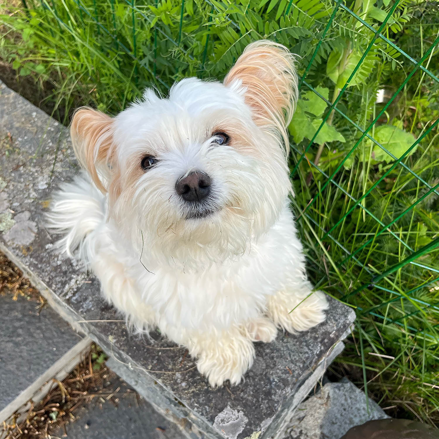 Biewer terrier Simba
