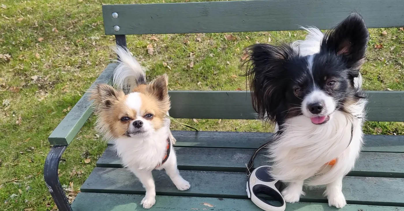 Frodo och Nalle