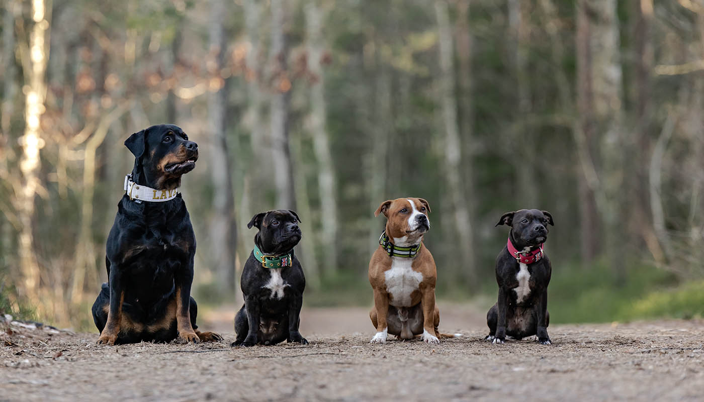 Staffordshire bullterrier Wilda med familj
