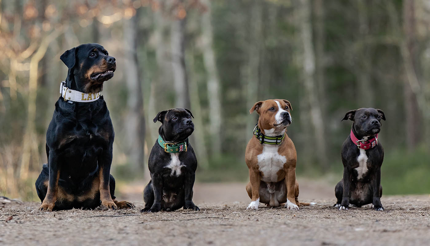 Staffordshire bullterrier Wilda med familj