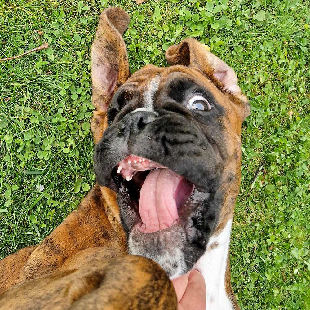Boxervalp Nelson