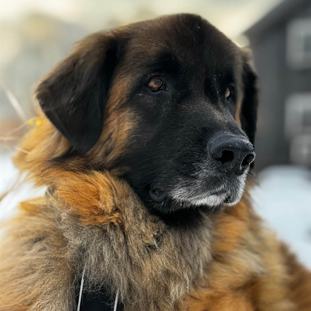 Månadens hund Uffe
