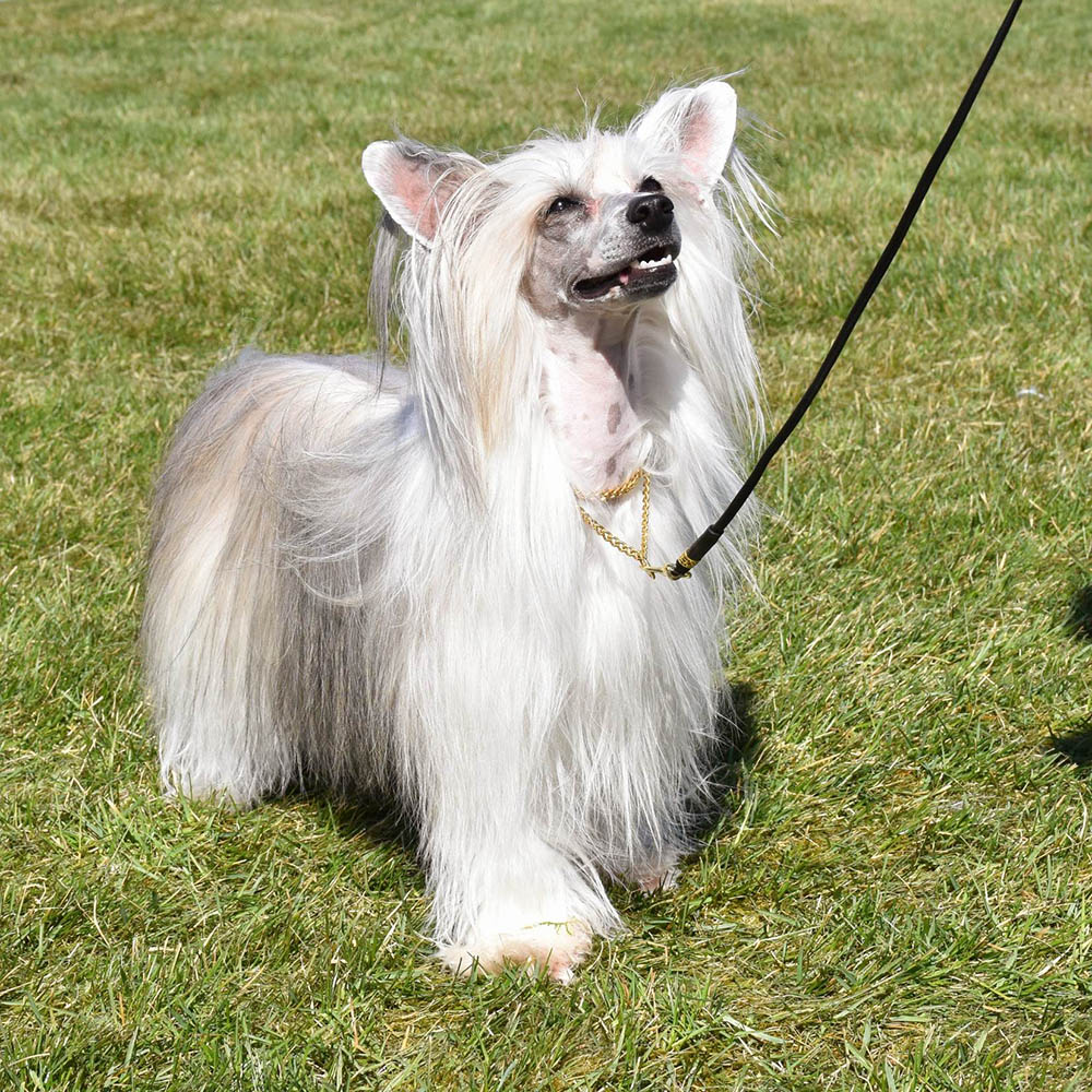 Chines Crested Powder Puff Chloé