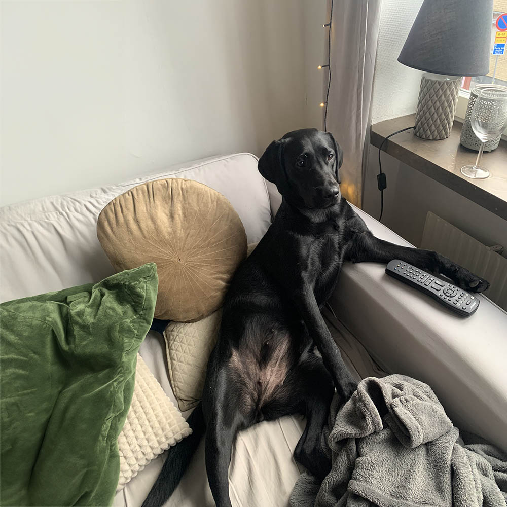 Labrador tik Daisy