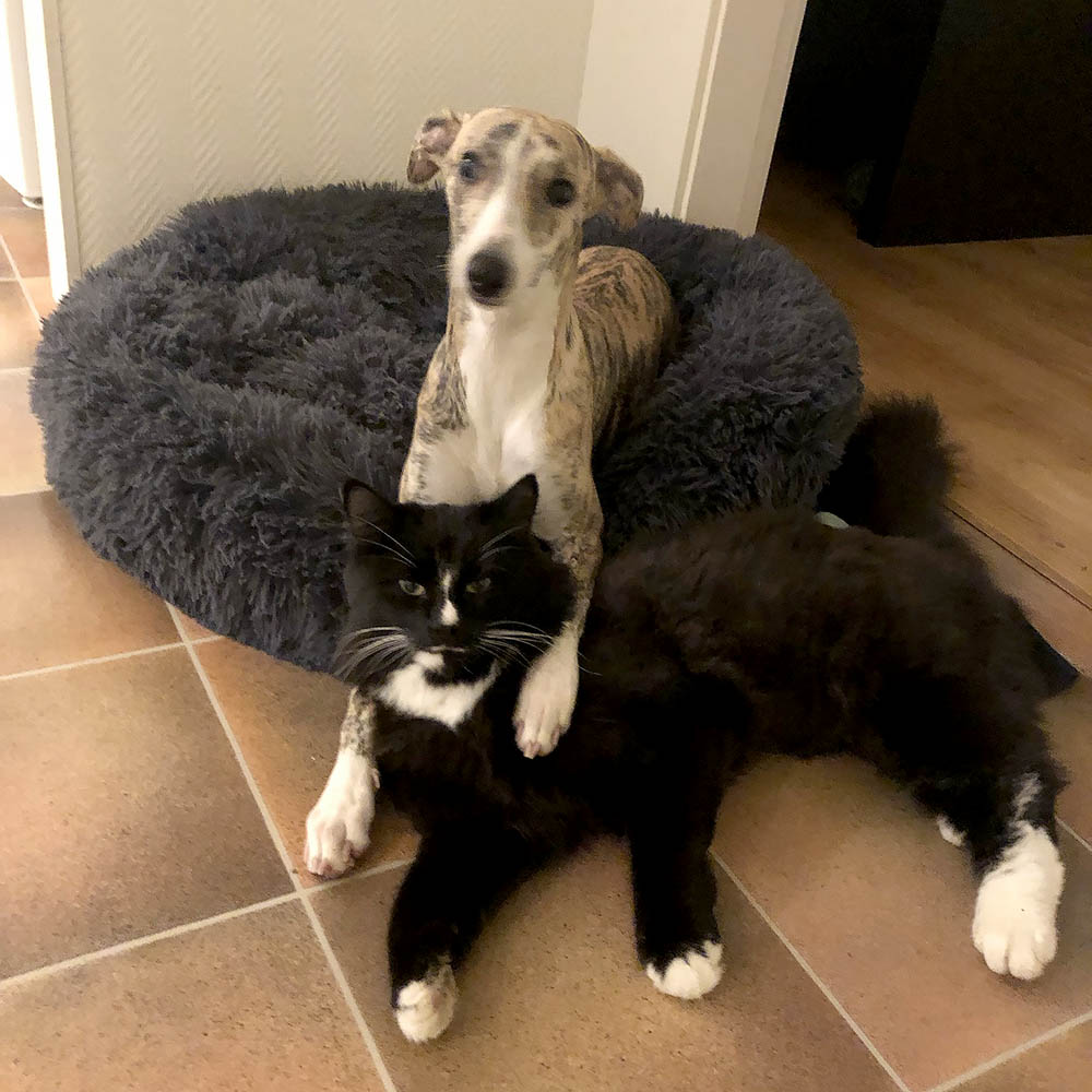 Spinky och katten Ralf