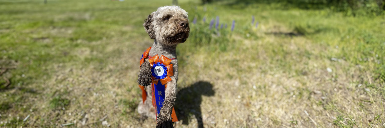 Ziggy lagotto Romagnolo