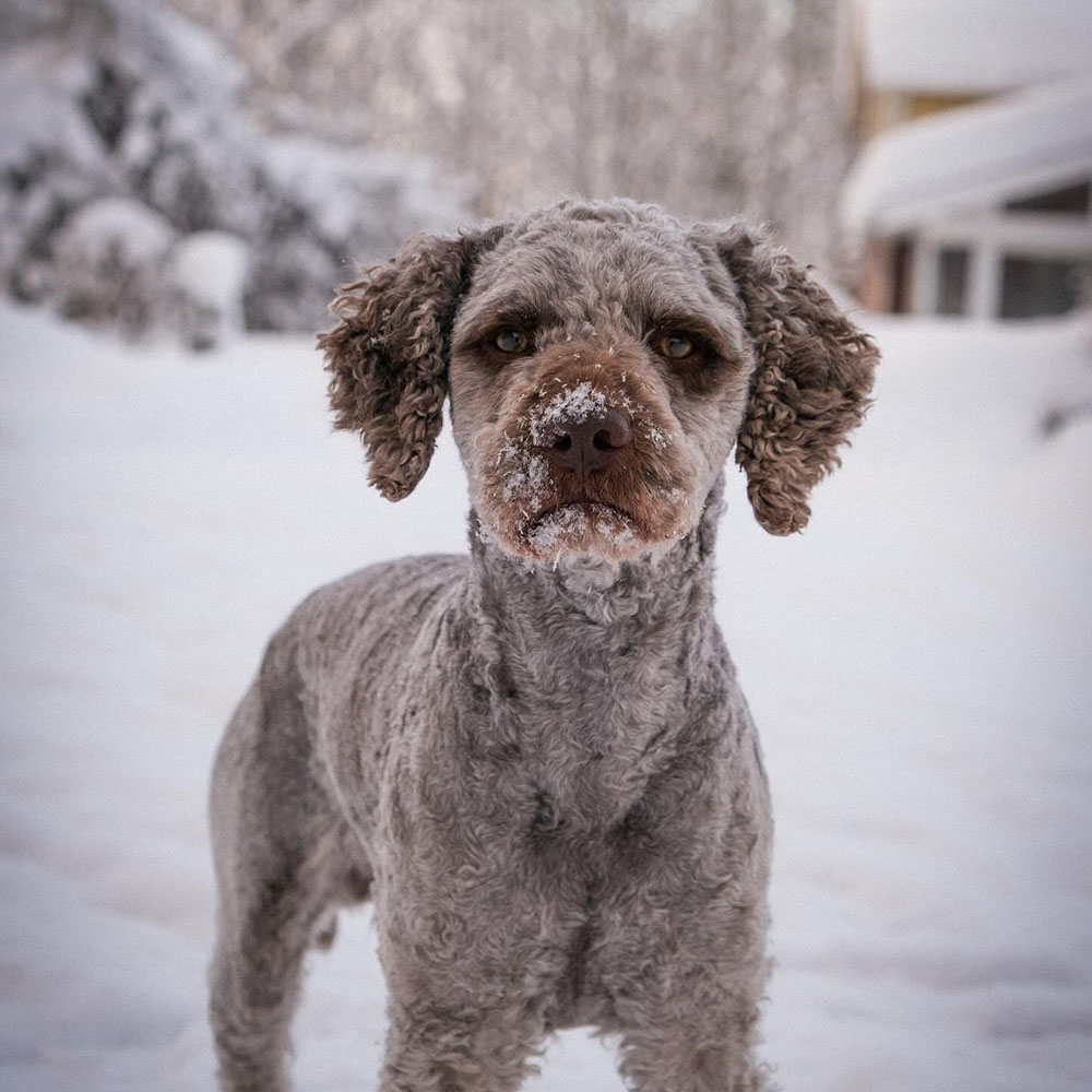 Sofiehill’s Blizzmo Ziggy