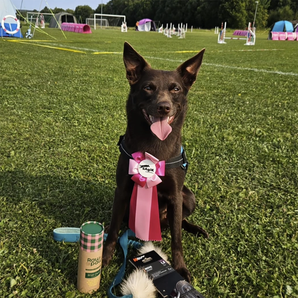 Australian kelpie Piper