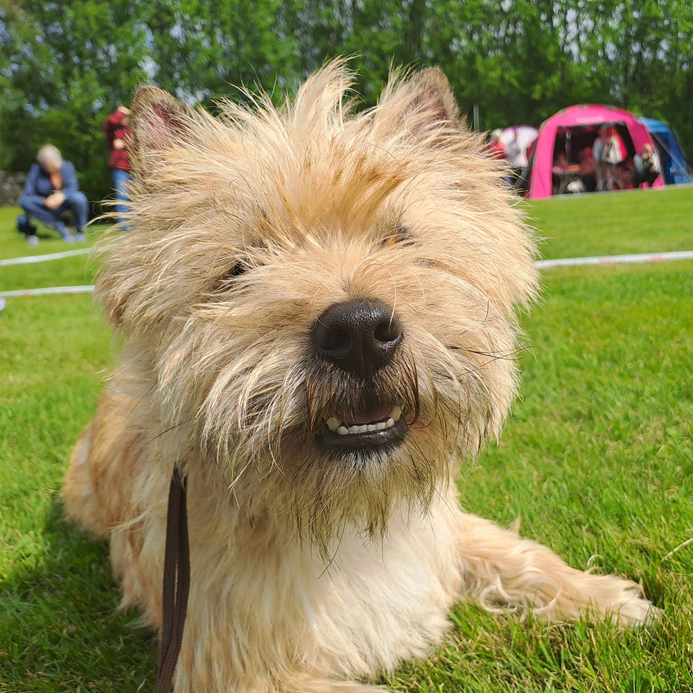 Cairnterrier Säpo
