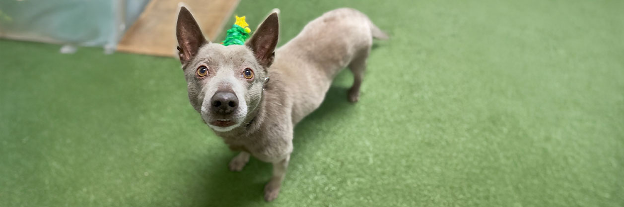 australian kelpie Böna