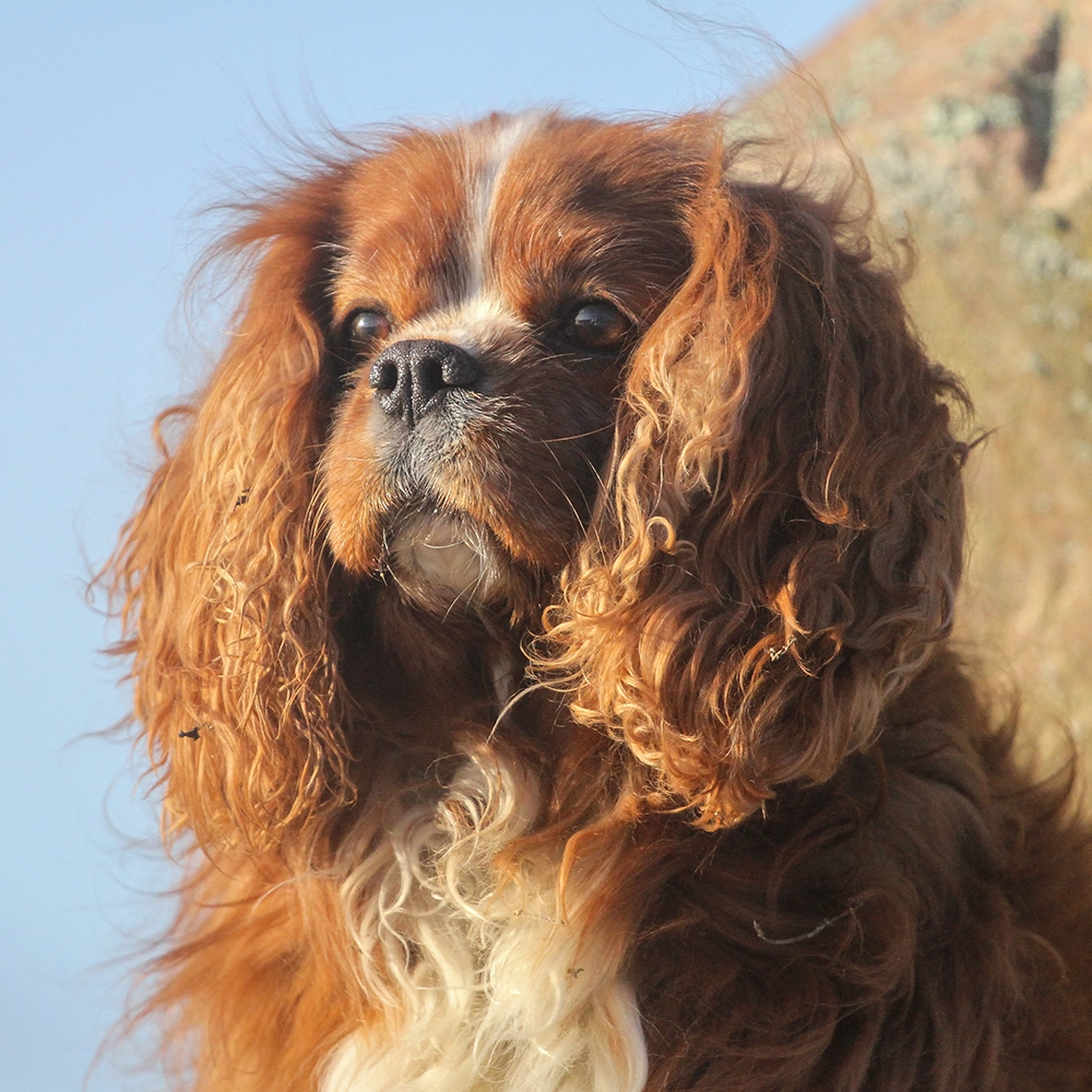 Charlie månadens hund