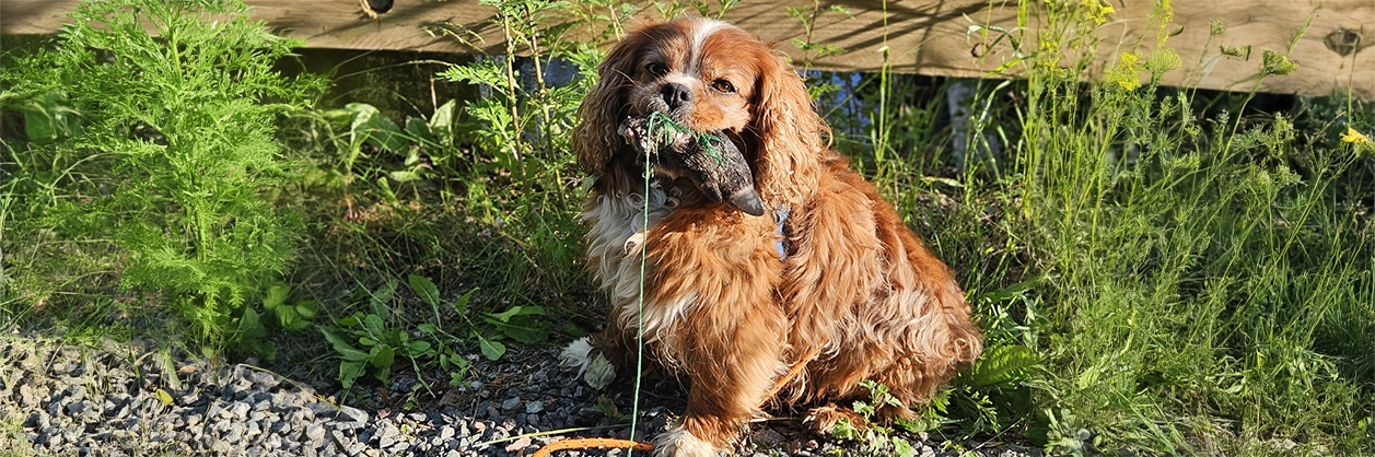 Cavalier King Charles spaniel Charlie