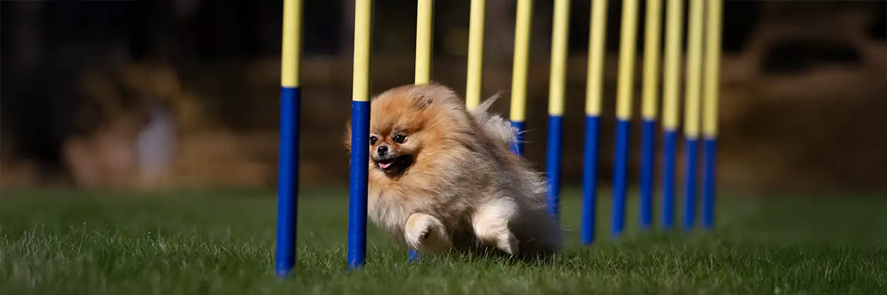 Pomeranian Ruth