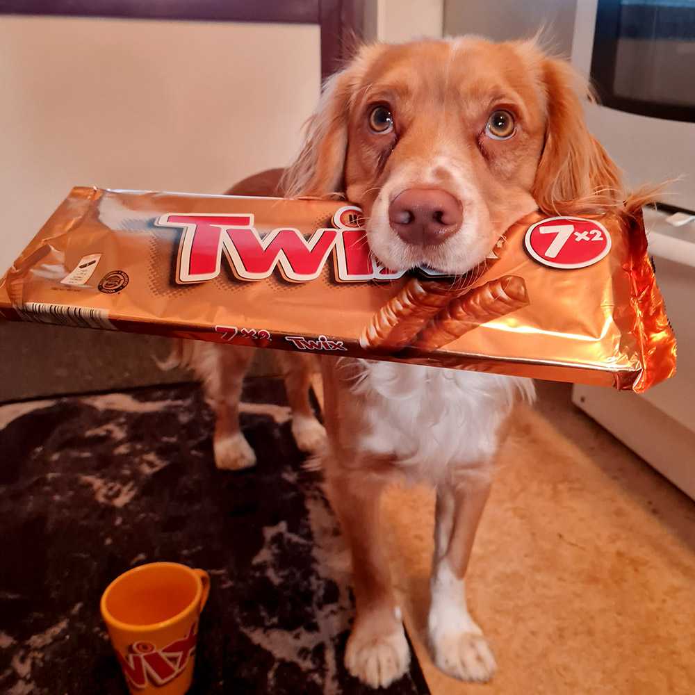 jaktcocker spaniel Twix