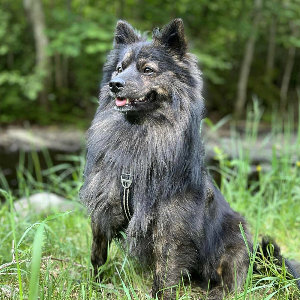 Tyska spetsen Mittel spitz Zeke