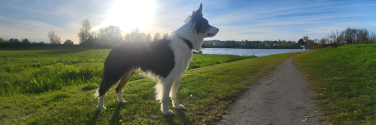 Vill du veta mer om border collie