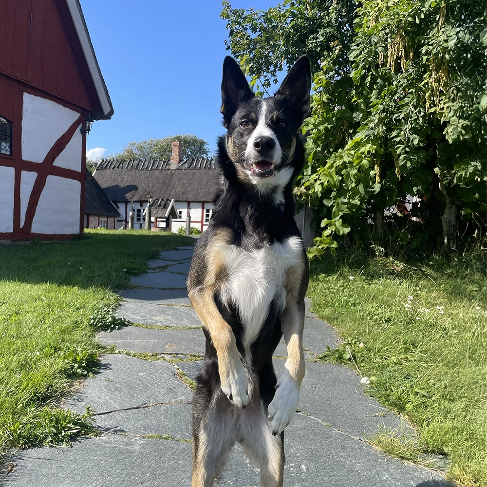 Border collie Rut