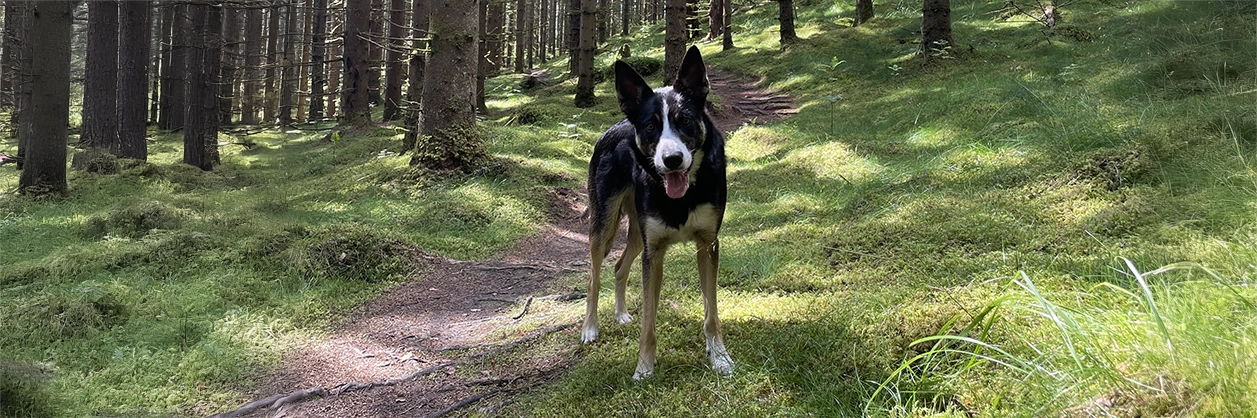 Emenems Rut border collie
