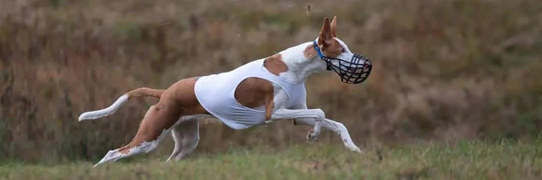 podenco ibicenco