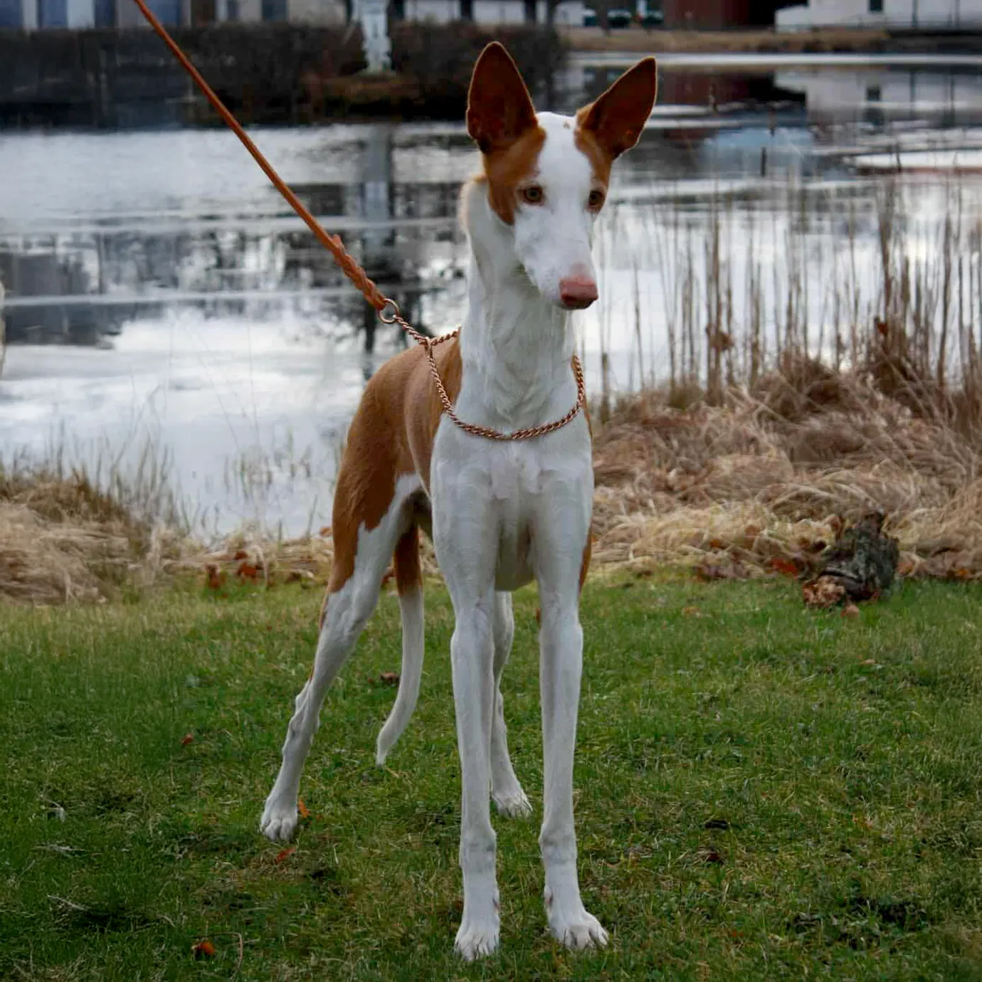 Yellow eye's Occra podenco ibicenco