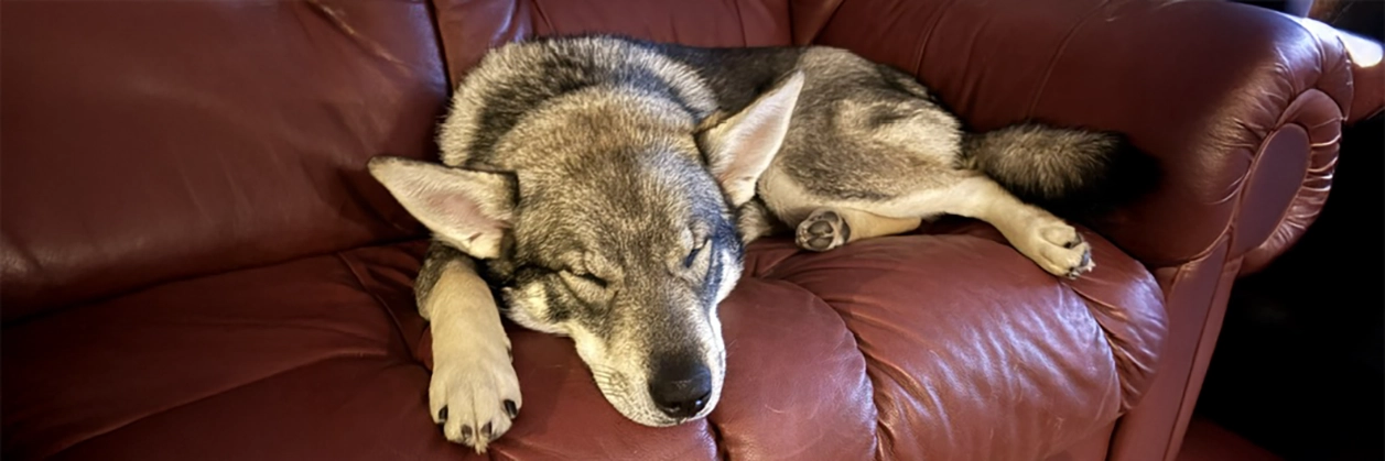Jämthunden Ziri är månadens hund