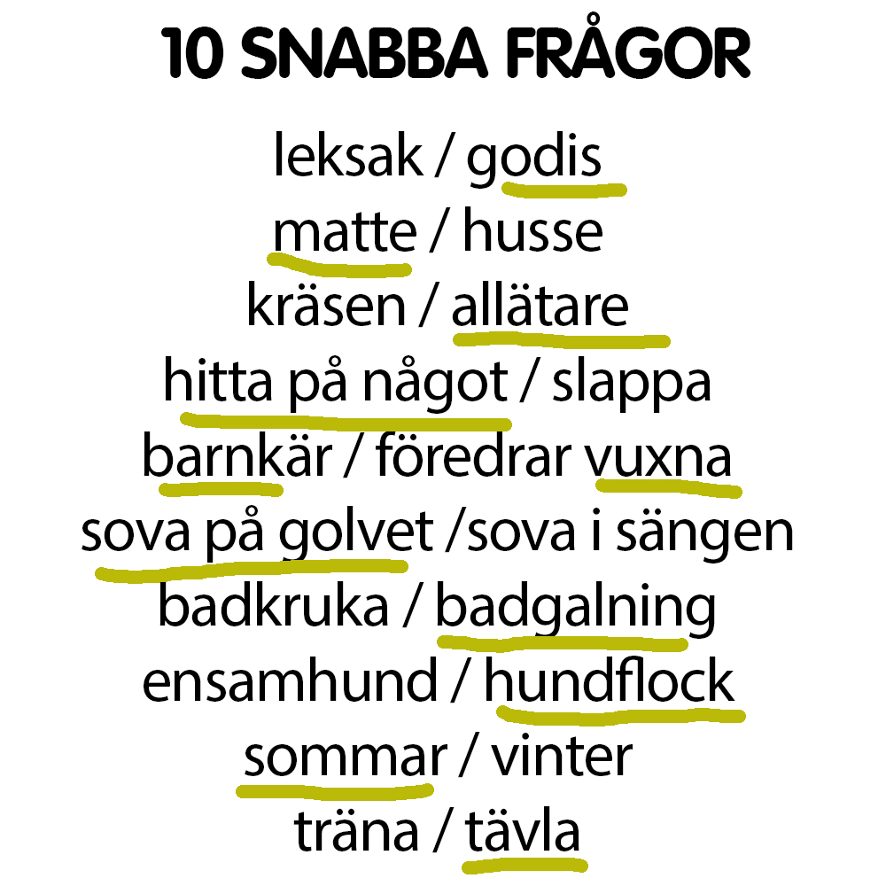 Snabba frågor till jämthunden Ziri