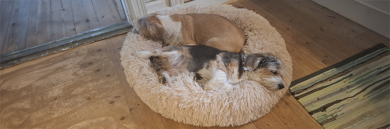 Månadens hund Sally med sonen Moses