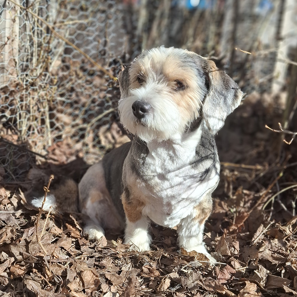 Sally Petit bleu de gascogne och Lhasa Apso 