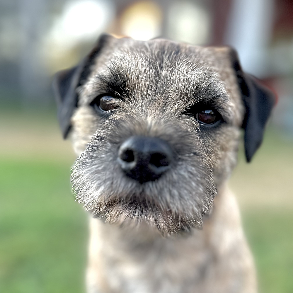 Border terrier Musse