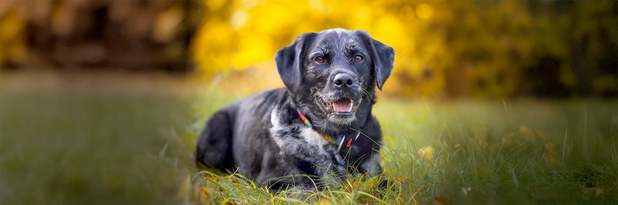 Totte blandis mellan Australian shepherd och labrador