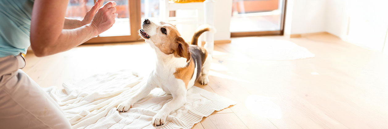 Styrketräna hunden hemma
