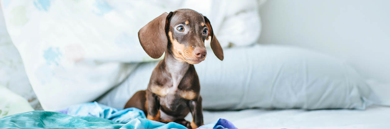 Köpa hund med stamtavla eller utan stamtavla