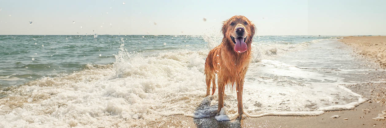 Ta med hunden på stranden