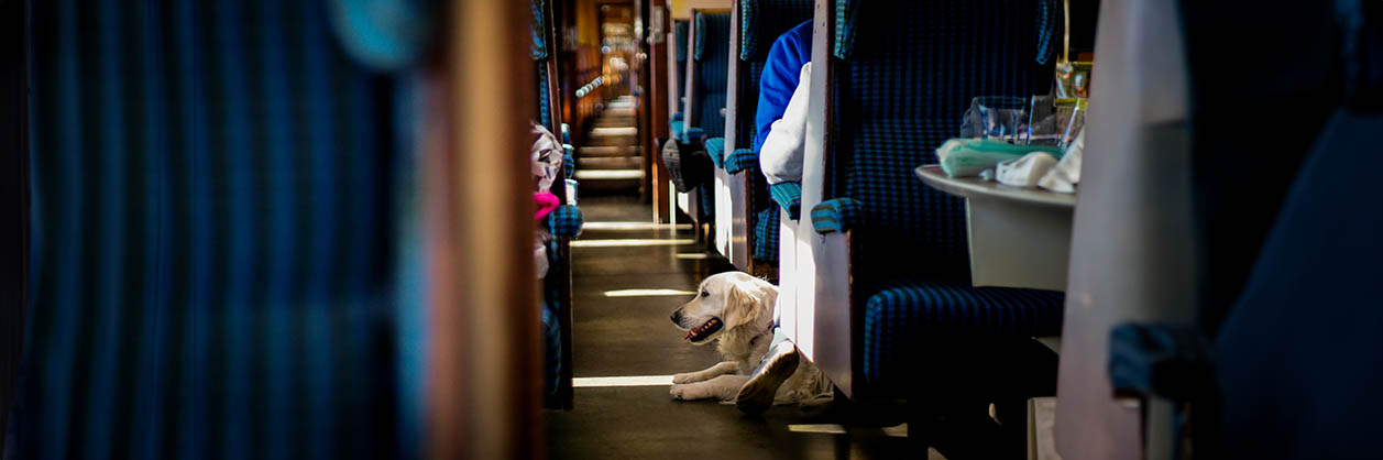 Tågluffa med hund