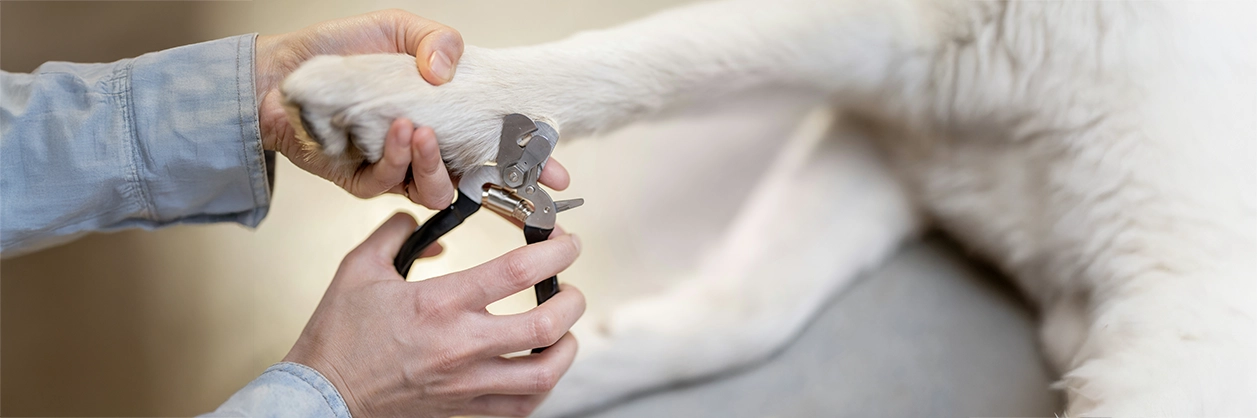 Tips på hur du klipper klorna på hunden