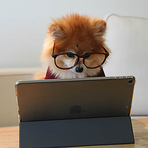 Ta med hunden på jobbet