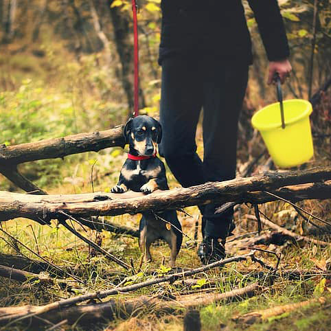 Svampplockning med hund