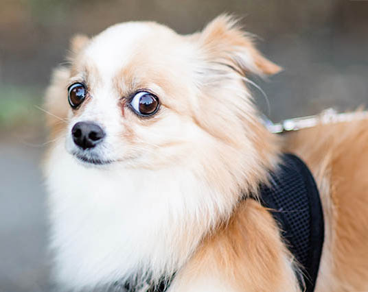 Åskrädd hund
