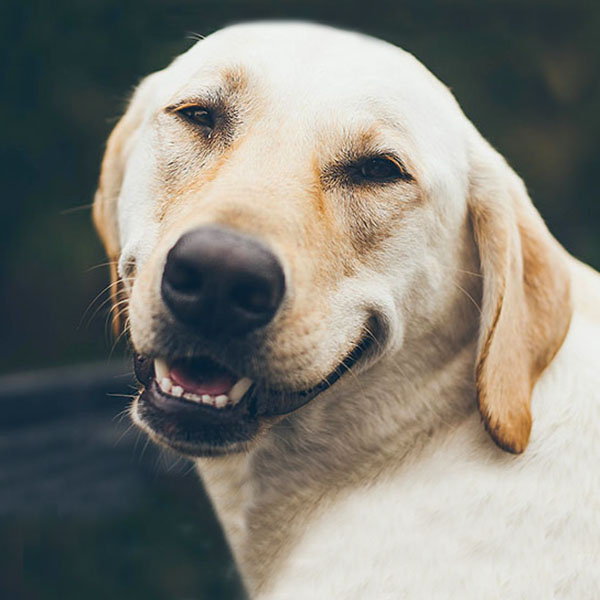Tandvård hund