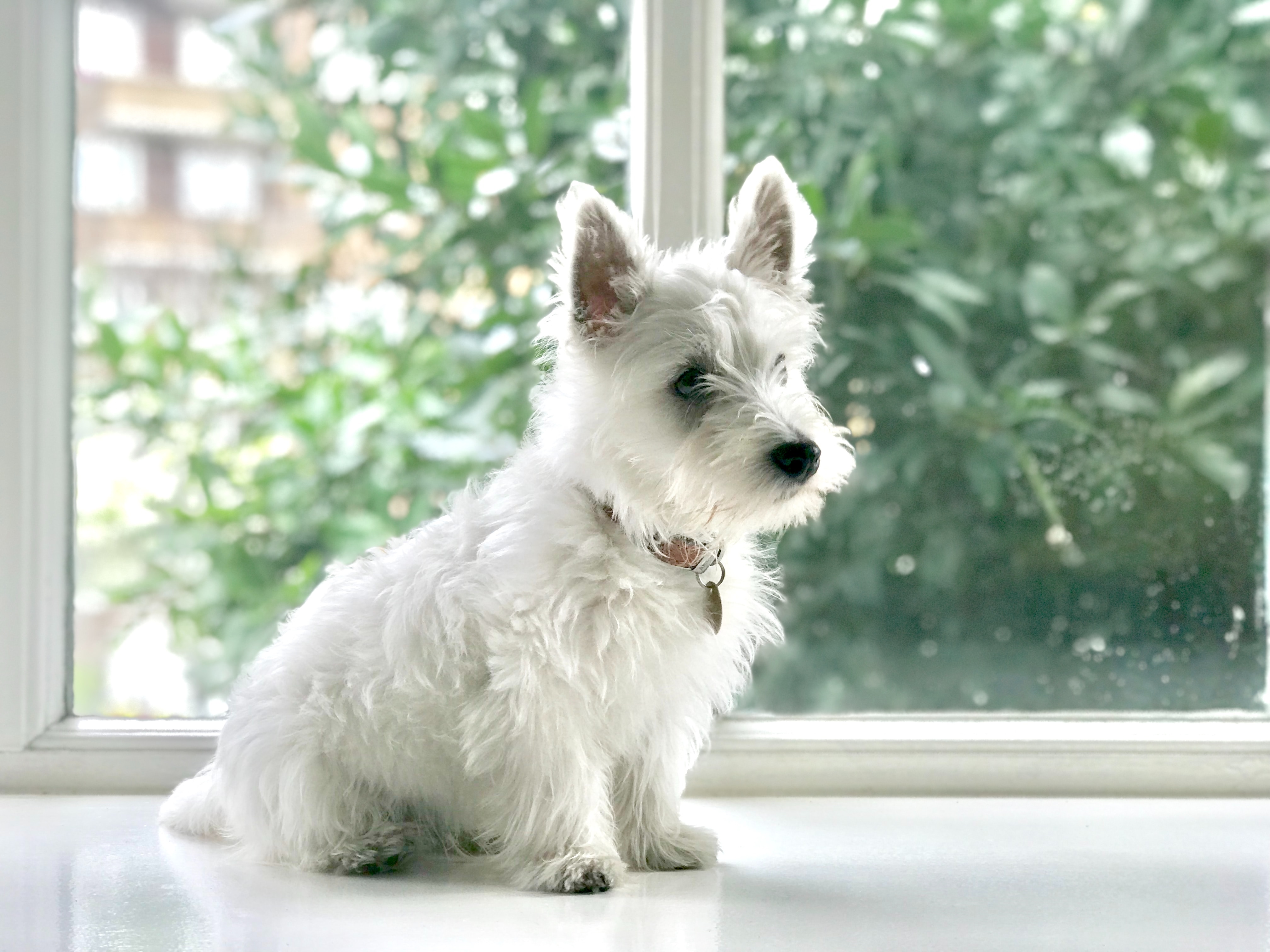 Avmaska hund