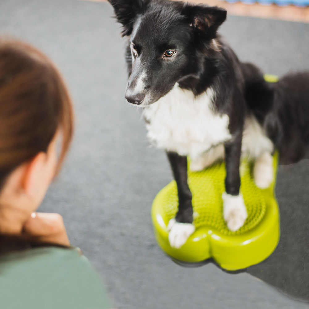 Balansträning hund