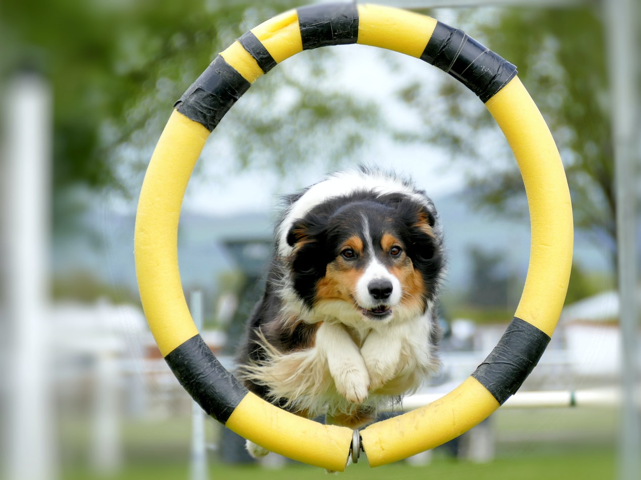 Vad  är agility?
