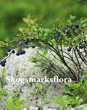 Skogsmarksflora